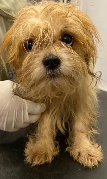 Florida little dog rescue - It took deputies two days to rescue all the animals, but in the end 208 dogs were caught at the property, 70 were placed in rescue facilities, and a groomer and vet came forward to …